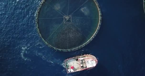 Лодка Кормит Рыб Движущихся Синем Море — стоковое видео