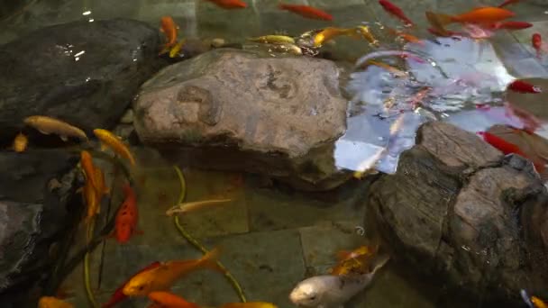 Balıklar Grup Halinde Dolaşırken Eğlenir Yemeği Bekler Gibi Görünürler Kayalar — Stok video