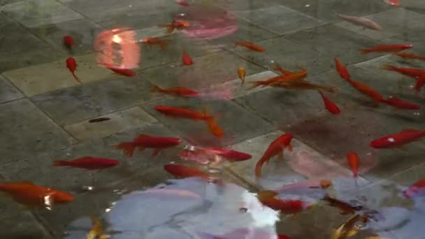 Fishes Waiting Patiently Next Meal Taking Nap Fountain Light Reflection — Stockvideo