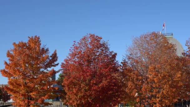 Beautiful Autumn Trees Show Magnificent Colors You Can See Canada — Stockvideo