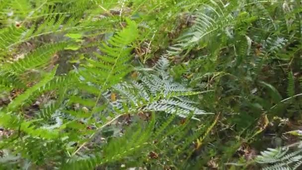 Растение Папоротника Лесу — стоковое видео