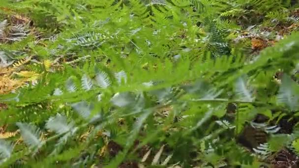 Farnpflanze Wald — Stockvideo