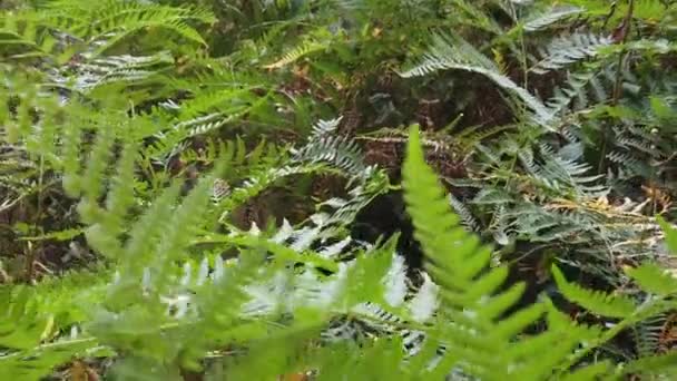 森の中のシダ植物 — ストック動画