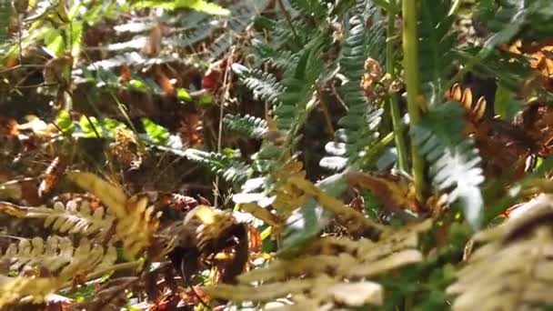 森林里的蕨类植物 — 图库视频影像