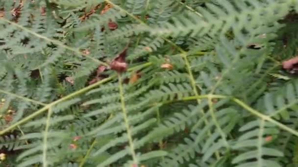 Fougère Dans Forêt — Video