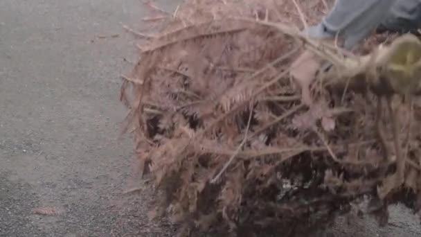 Mujer Moviendo Árbol Navidad Muerto Para Recolección Reciclaje — Vídeos de Stock