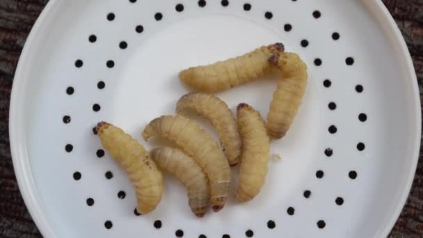 Several Waxworms Larvae Wax Moth Plastic Lid — Stockvideo
