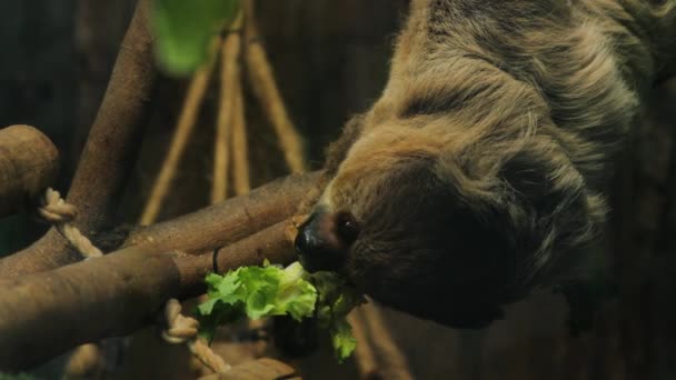 Medium Close Sloth Eating Lettuce Brazil – stockvideo