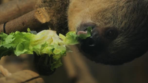 Close Sloth Eatin Lettuce Brazil — ストック動画