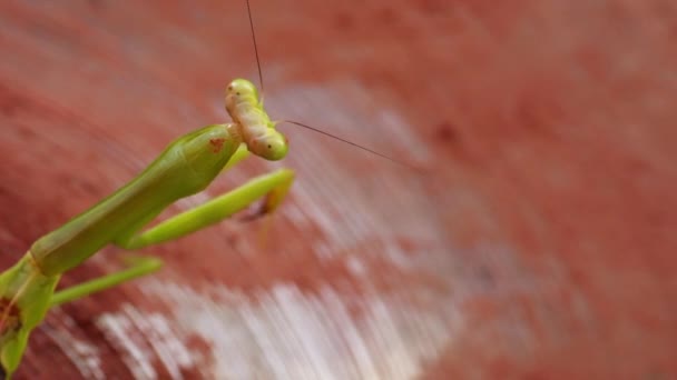 Praying Mantis Green Insect Cleaning Itself While Sits Drum Plate — Stock video