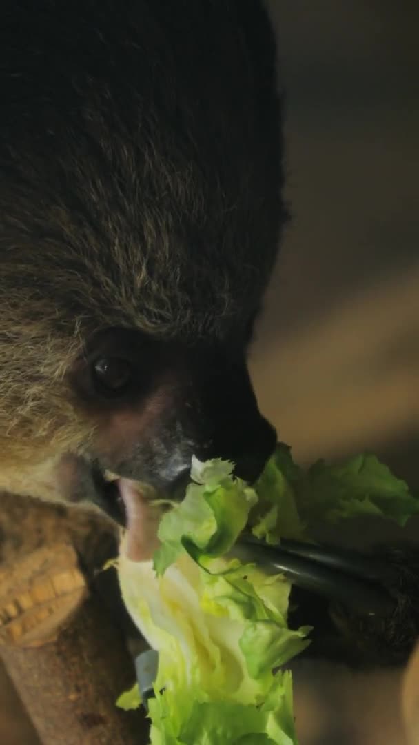 Primer Plano Perezoso Comiendo Lechuga Brasileño — Vídeos de Stock