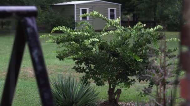 Piccolo Albero Viene Spinto Dal Vento Durante Una Tempesta Uragano — Video Stock