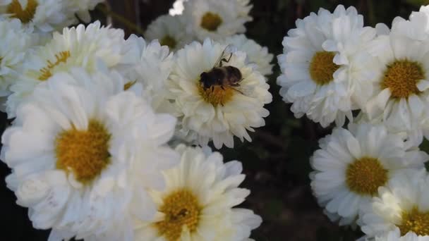 Biene Sammelt Pollen Auf Weißen Blüten Mit Gelber Nahaufnahme Zeitlupe — Stockvideo
