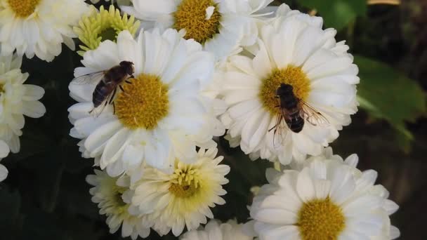 Bee Collecting Pollen White Flowers Yellow Slow Motion Close Shot — Wideo stockowe