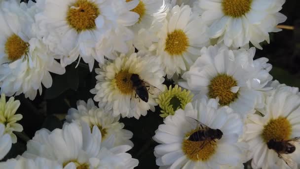 Arılar Beyaz Çiçeklerdeki Polenleri Topluyorlar Sarı Yavaş Çekimde Yakın Çekim — Stok video