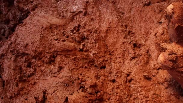 Praying Mantis Walking Mud Dirty Hand Scene Hand Grabs Insect — Stock videók