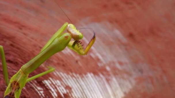 Praying Mantis Walking Drum Plate Dirty Mud Flood — Vídeos de Stock