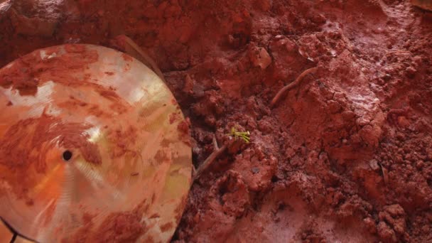 Rezando Mantis Insecto Verde Caminando Sobre Barro Después Del Desastre — Vídeo de stock