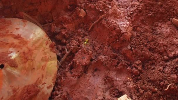 Green Praying Mantis Insect Mud Environmental Disaster Mariana Brasil Drums — Stock video