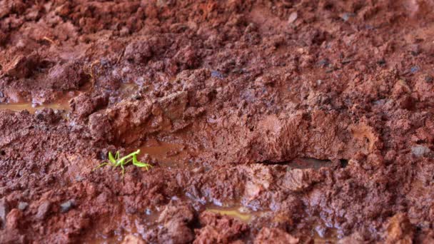 Green Praying Mantis Walking Mud — Vídeos de Stock