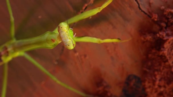Closeup Green Praying Mantis Drum Plate Dirty Mud Cleaning Itself — Vídeos de Stock