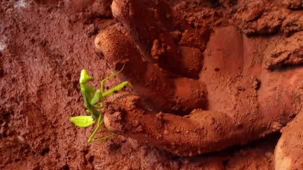 Green Praying Mantis Walks Mud Climbs Hand Dead Man Flood — Vídeos de Stock