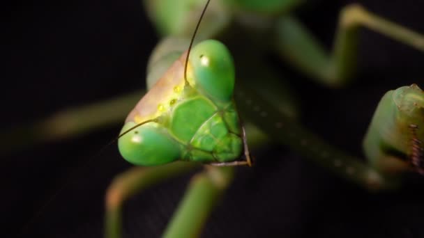 Closeup Green Praying Mantis Face While Looks Camera Moves Constantly — Stock Video