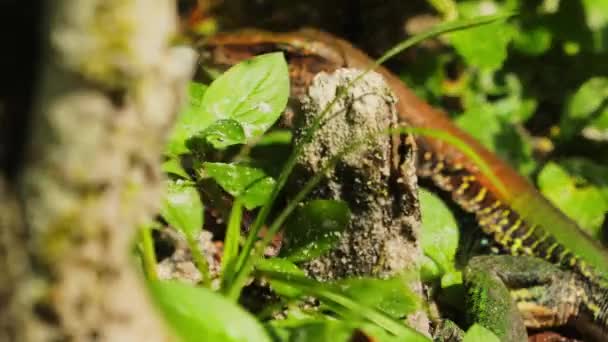 Ameiva Green Brown Lizard Running Hiding Plants — Vídeos de Stock