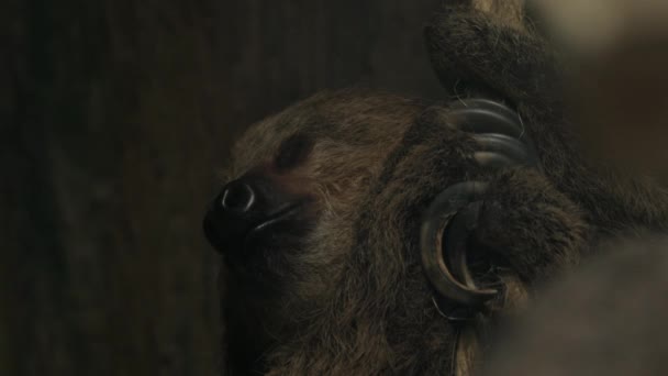 Sloth Sleeping Hanged Tree Close Toes Head — 图库视频影像