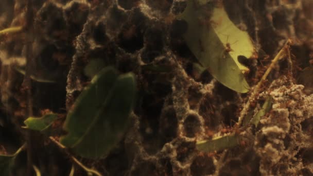 Leafcutter Ants Cuting Leaves Chamber Full Fungae — Stock Video