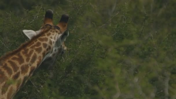 Giraffe Eating Bush Leaves Kruger National Park South Africa — Stockvideo