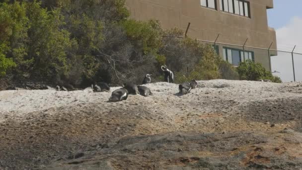 Colônia Pinguins Africanos Descansando Sobre Rocha Com Vegetação Construindo Sobre — Vídeo de Stock