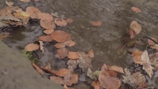 Autumn Leaves Floating Stream — Video