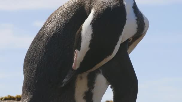 Afrikanischer Pinguin Kratzt Sich Mit Schnabel Rücken — Stockvideo