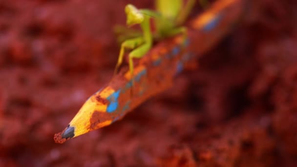 Mantis Religiosa Verde Sobre Lápiz Sucio — Vídeo de stock