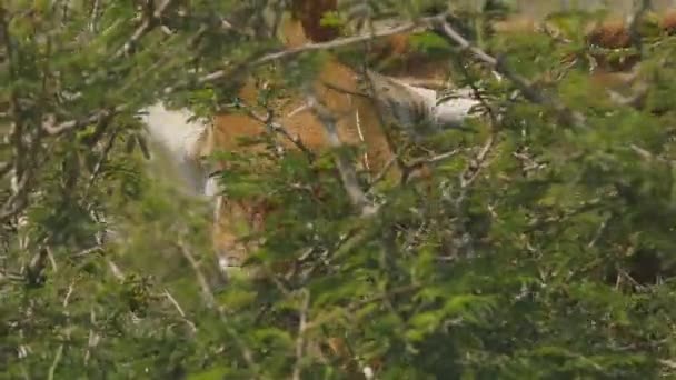 Close Footage Giraffe Eating Kruger National Park South Africa — Video