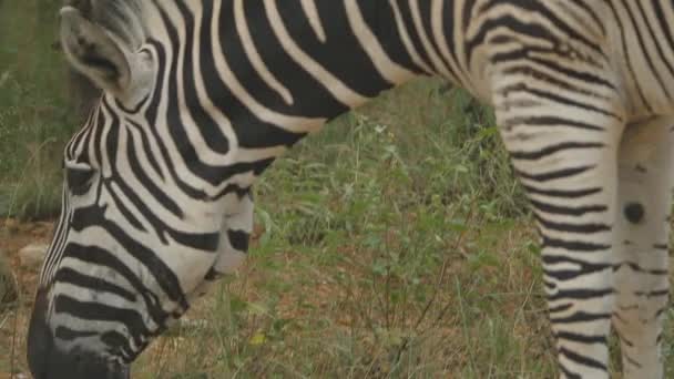 Mediu Shot Zebras Eating Grass — Video