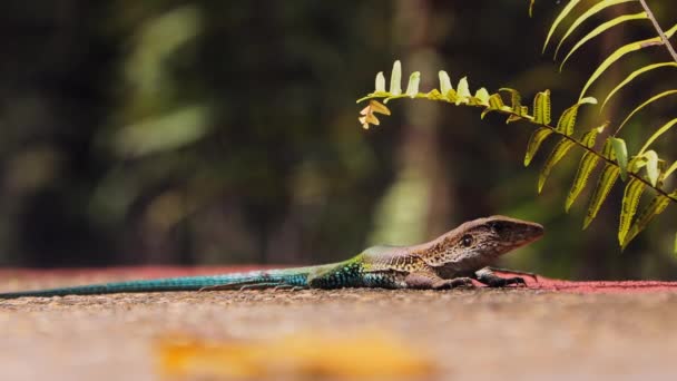 Ameiva Lizard Standing Walking Concrete Pathway Lodge Amazon Rainforest — Stock Video