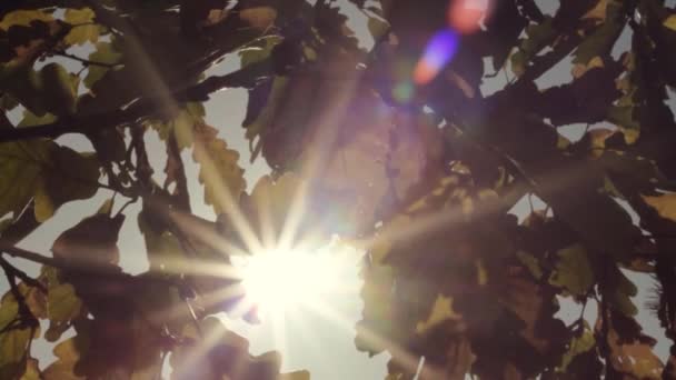 Oak Tree Leaves Autumn Sunlight — ストック動画