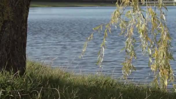 Weeping Willow Tree Branches Overhanging Lake Rippling Water — Vídeo de Stock