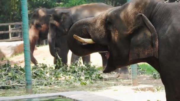 Elephant Drinking Water Zoo Summer Time — ストック動画