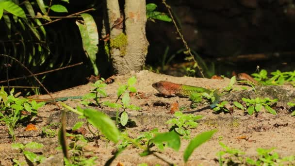 Ameiva Green Lizzards Walking Moving Each Other Head Bobbing — Stock Video