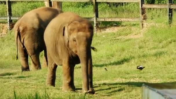 Yavru Fil Hayvanat Bahçesindeki Ulusal Parkta Yürüyor — Stok video