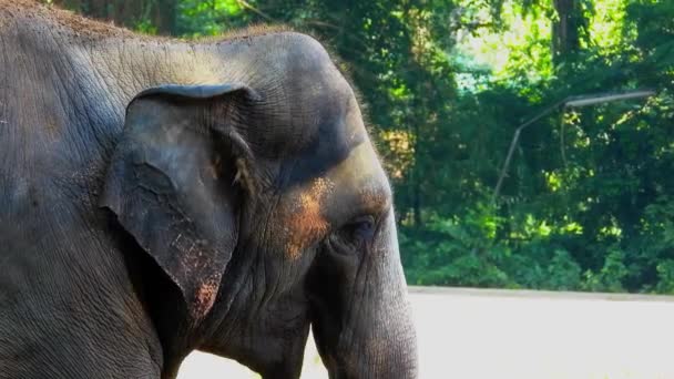 Elephant Eating Grass Zoo Closeup — Stockvideo