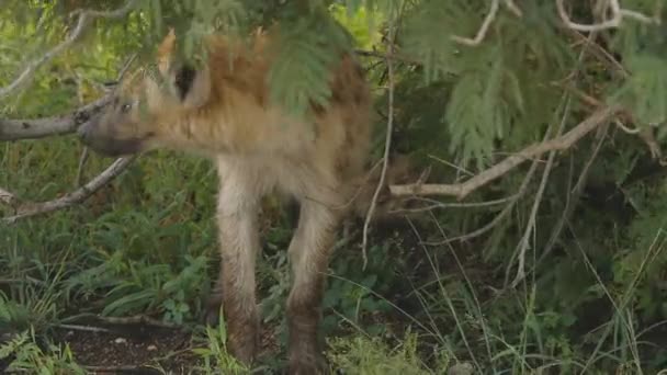 Een Wild Gevlekte Hyena Beweegt Zijn Hoofd Kruger National Park — Stockvideo