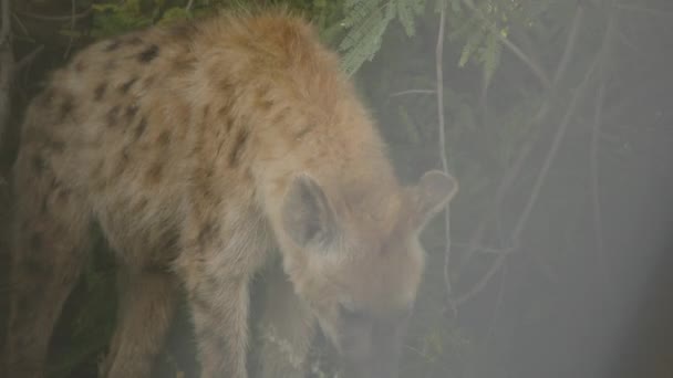 Een Wild Gevlekte Hyena Beweegt Zijn Hoofd Kruger National Park — Stockvideo