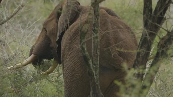 Elefante Comiendo Arbustos Parque Nacional Kruger Sudáfrica — Vídeos de Stock