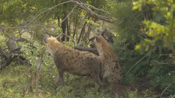 Two Spotted Hyenas One Pregnant Female Walking Trought Bushs Kruger — Stockvideo