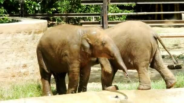 Baby Elephant Taking Full Bath All Side Zoo — стоковое видео