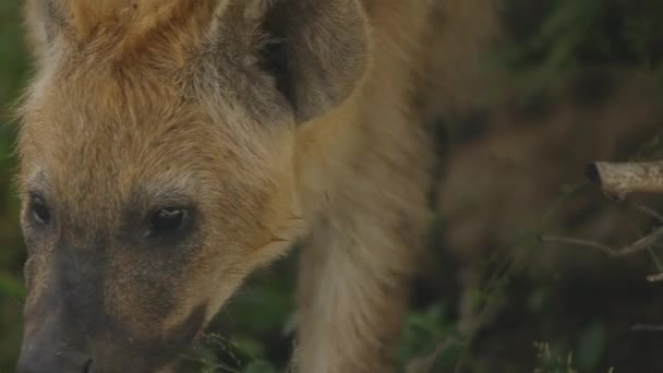 Primer Plano Una Hiena Parpadeando Parque Nacional Kruger Sudáfrica — Vídeos de Stock